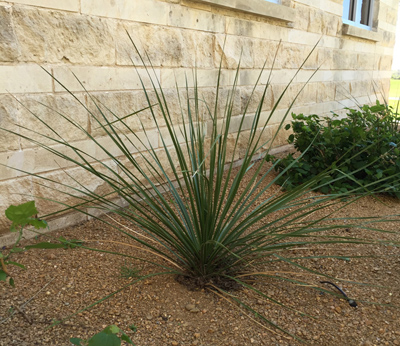 Dasylirion texanum