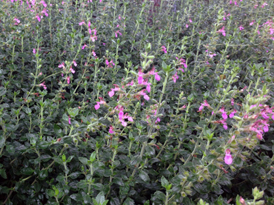Teucrium chamaedrys
