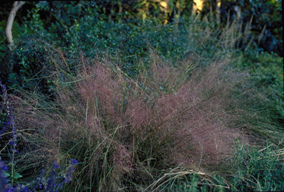 Muhlenbergia capillaris