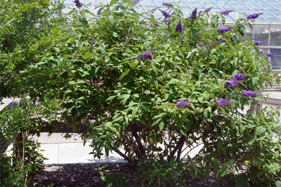 Buddleia davidii