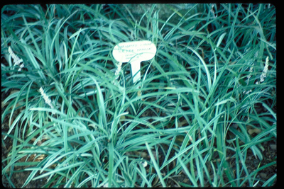 Liriope muscari