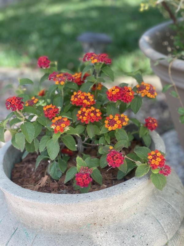 Texas Lantana