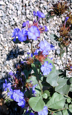 Ceratostigma plumbaginoides