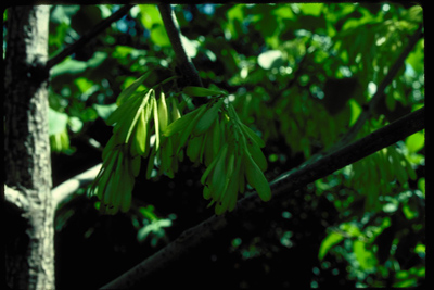Fraxinus texensis