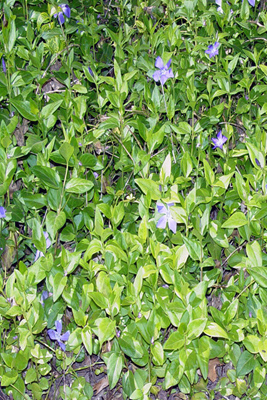 Vinca minor