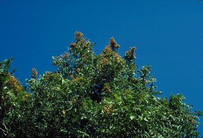 Sapindus drummondii