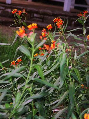 Asclepias tuberosa