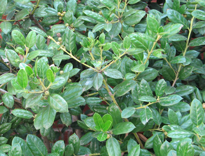llex cornuta burfordii Pygmy