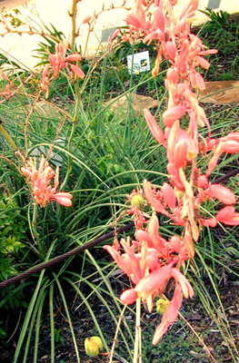 Hesperaloe parviflora