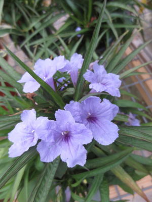 Ruellia nudiflora