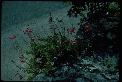 Penstemon baccharifolius