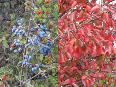 Viburnum rufidulum