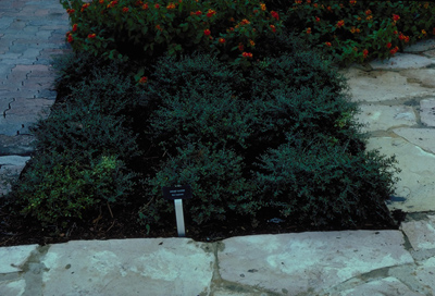 Ilex vomitoria Nana
