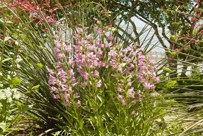 Penstemon spp.