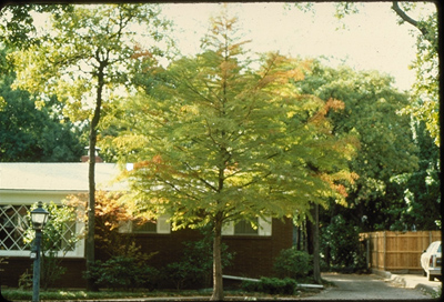 Taxodium distichum var.distichum