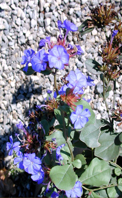 Ceratostigma plumbaginoides