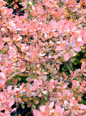 Berberis thunbergii Atropurpurea