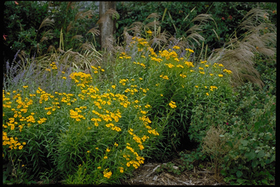 Tagetes lucida