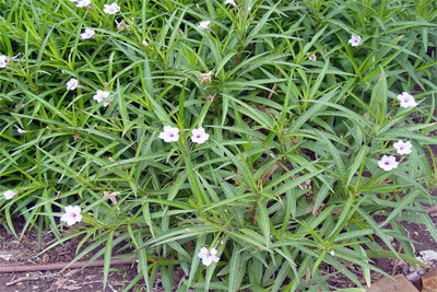 Ruellia twedian
