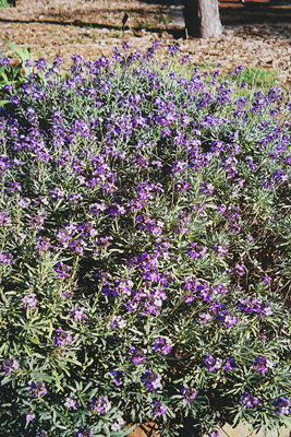 Erysimum species Bowles Mauve