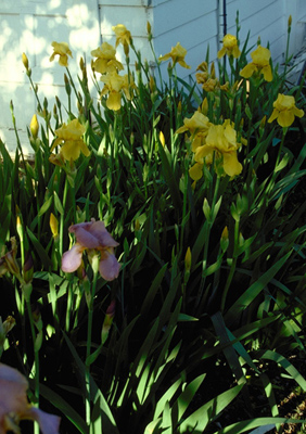 Iris germanica