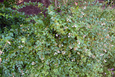 Abelia x grandiflora