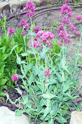 Centranthus ruber