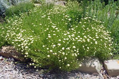 Santolina spp.