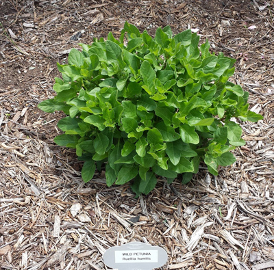 Ruellia metziae