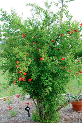 Punica granatum