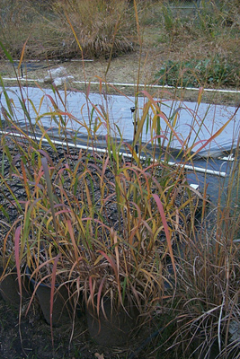 Panicum virgatum