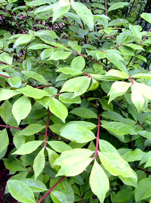 Euonymus alata Compacta