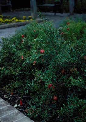 Punica granatum