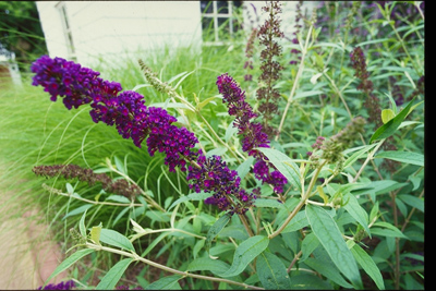 Buddleia davidii