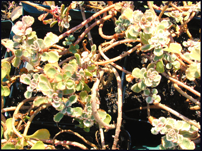 Sedum spurium Tricolor