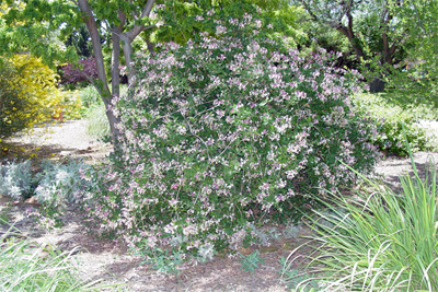 Lonicera japonica