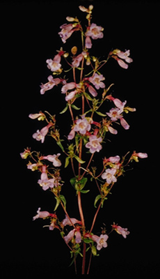 Penstemon tenuis