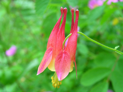 Aquilegia canadensis