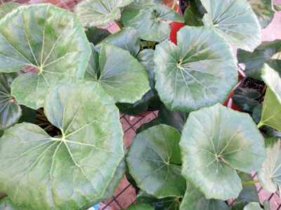 Farfugium japonicum Gigantea