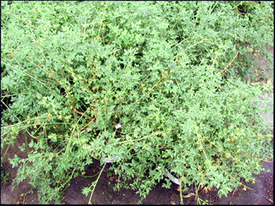 Jasmine nudiflorum