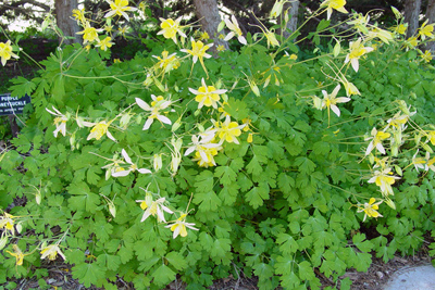 Aquilegia x. hybrida