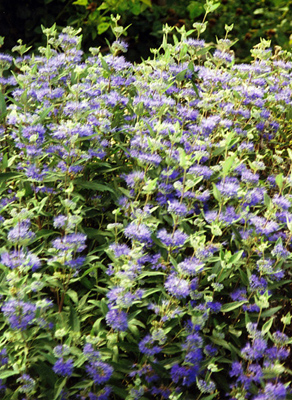 Caryopteris clandonensis