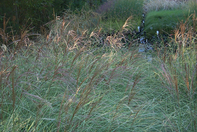 Miscanthus sinensis Morning Light