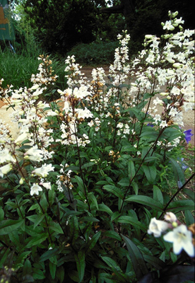 Penstemon digitalis Husker Red