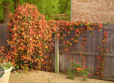 Bignonia capreolata