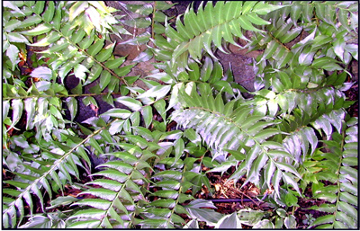 Cyrtomium falcatum