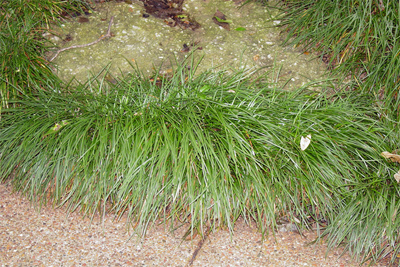 Ophiopogon japonicus