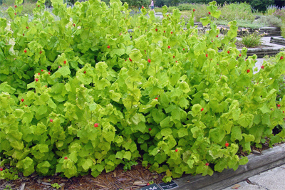 Malvariscus arboreus v. Drummondii