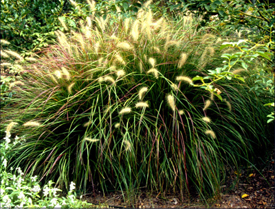 Pennisetum a. Moudry