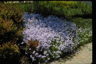 Phlox divaricata